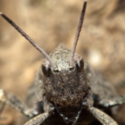 JENS BOHLE copyright